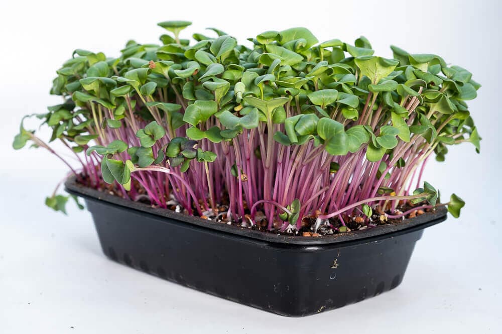 Radish China Rose
