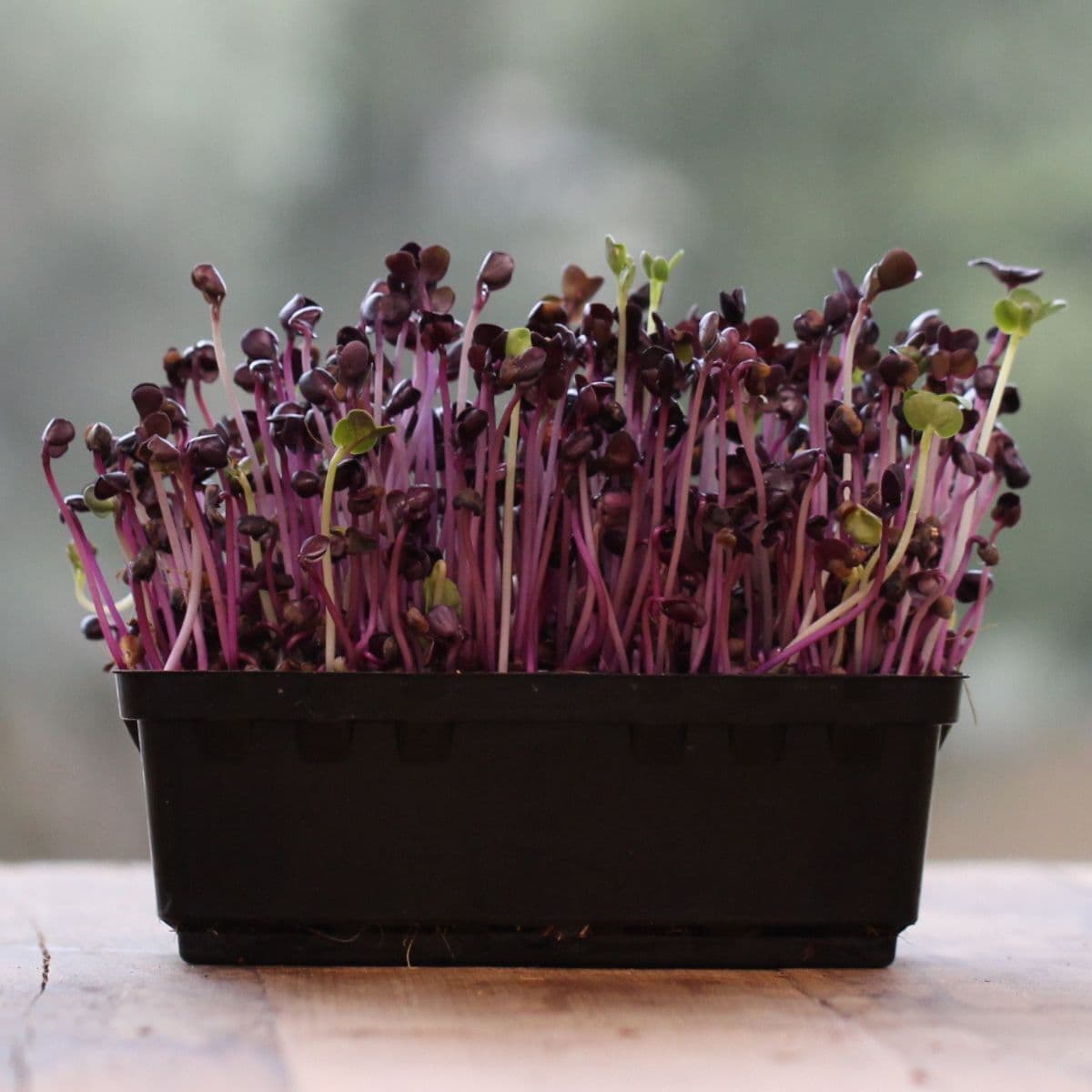 Radish Sango