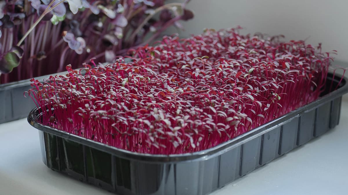 Red Amaranthus